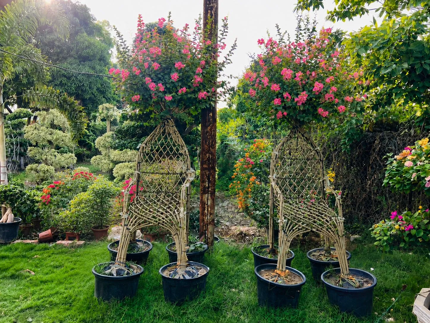 Lagerstroemia Speciosa