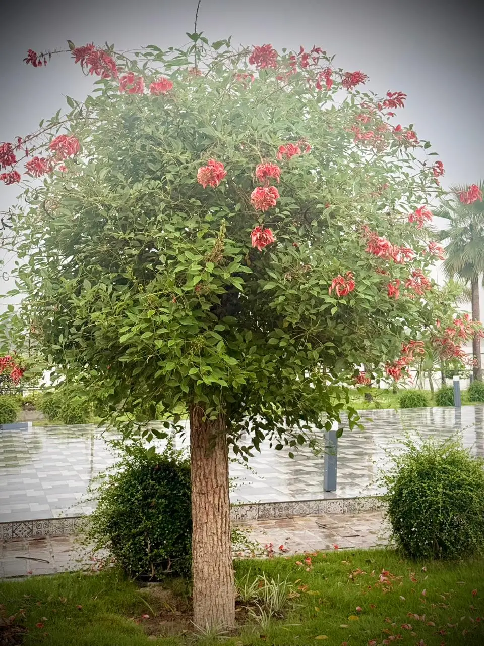 Erythrina Crista-Galli