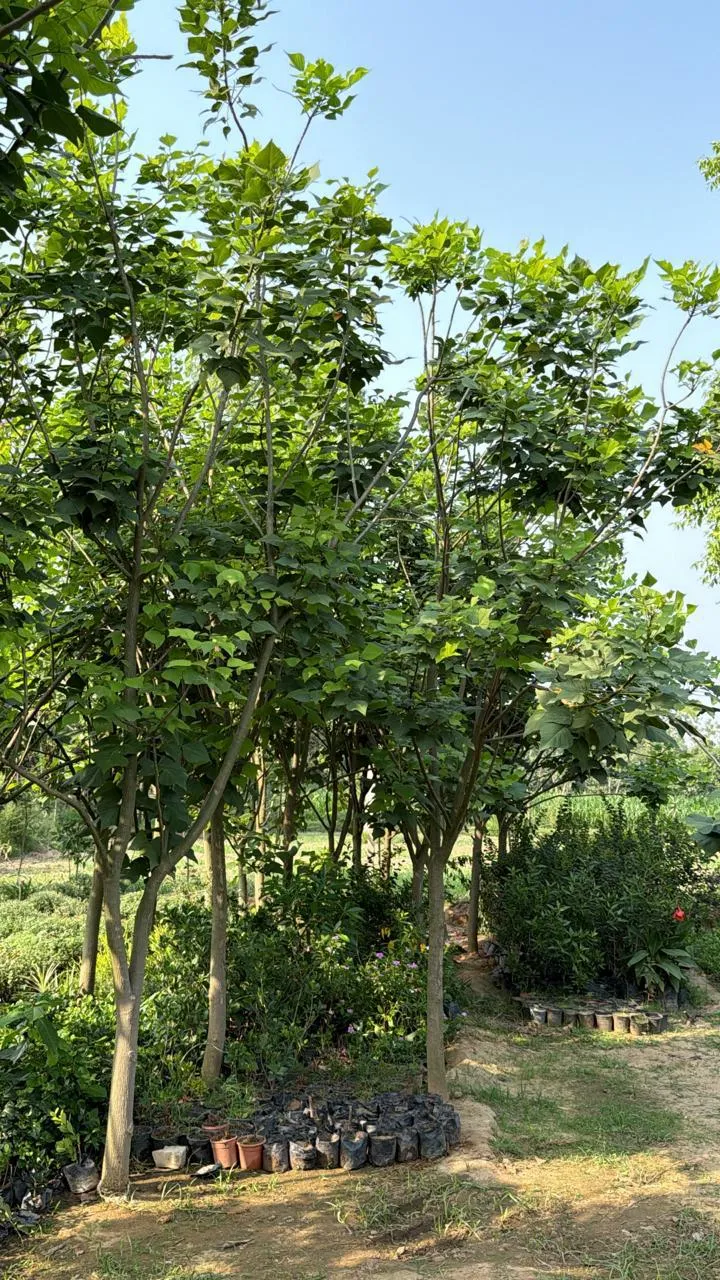 Erythrina Indica