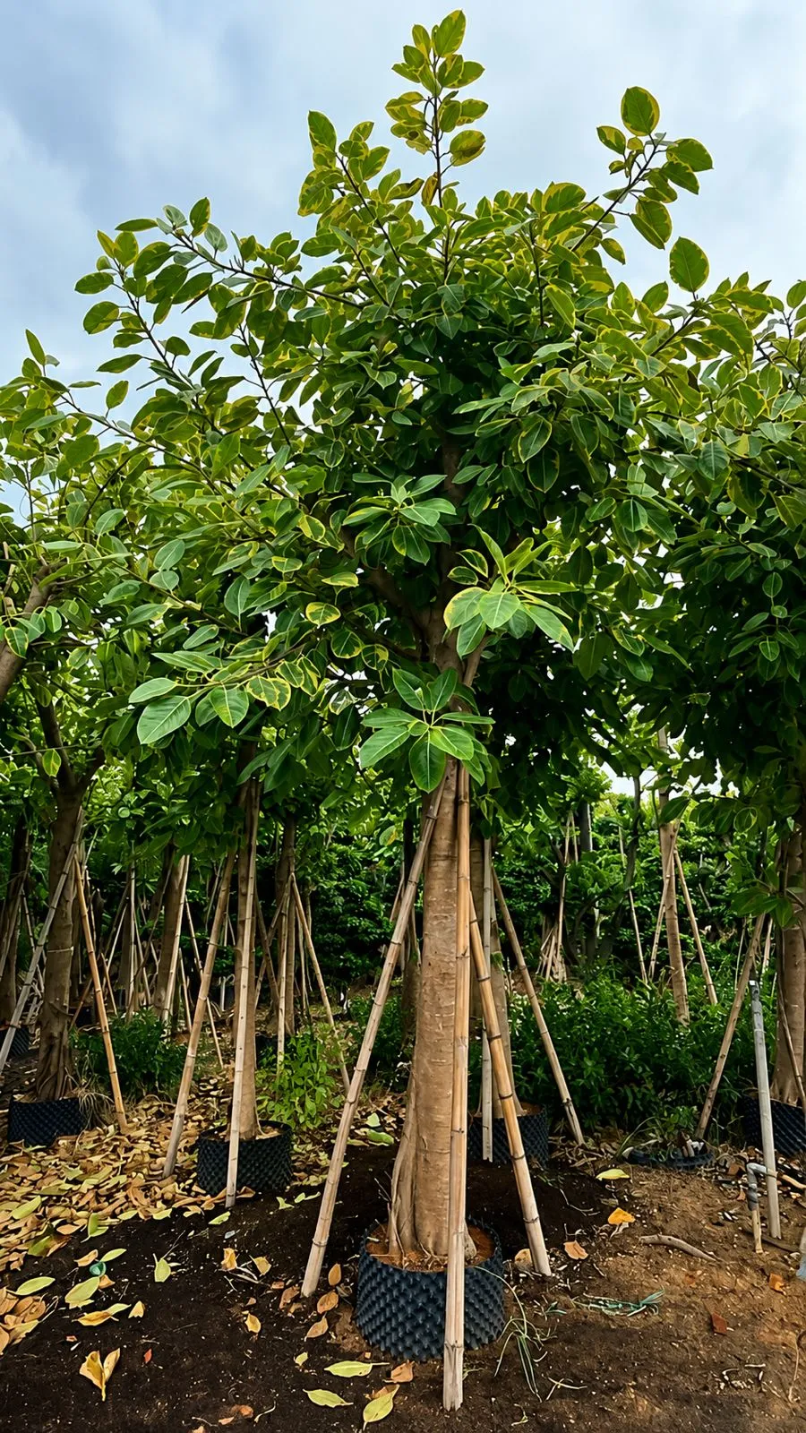 Ficus Elastica