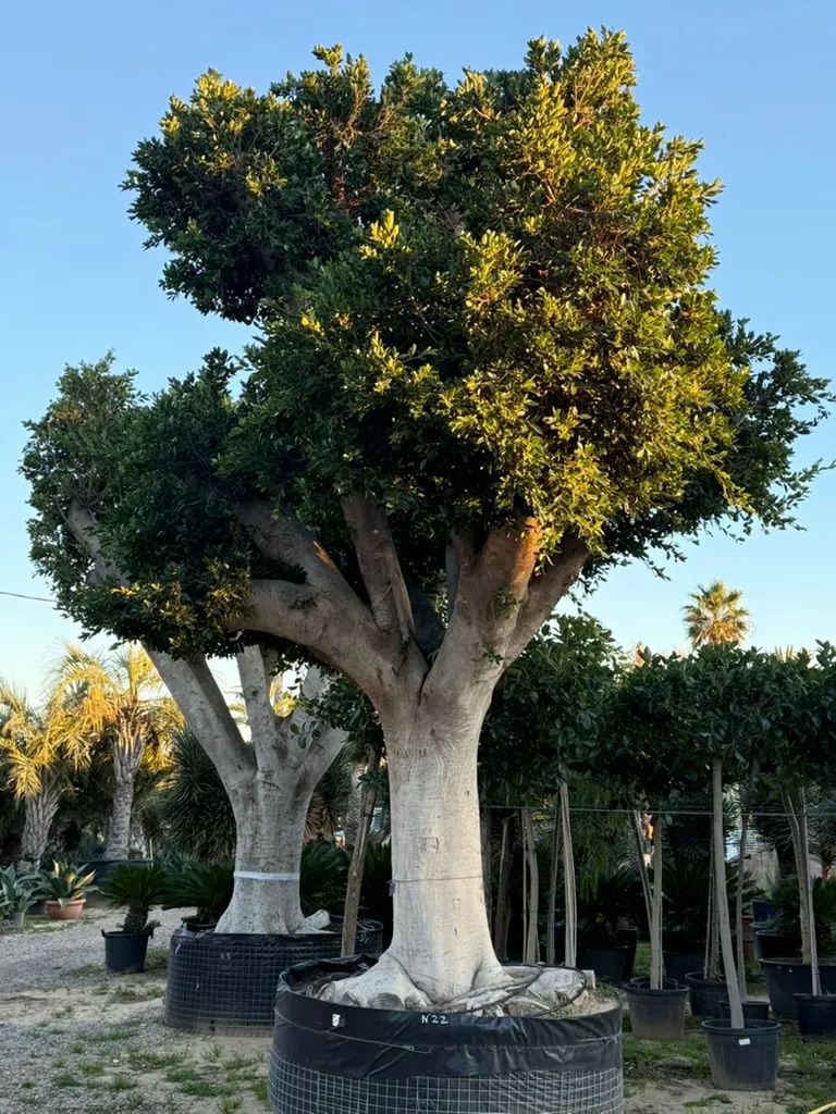 Ficus Nitida