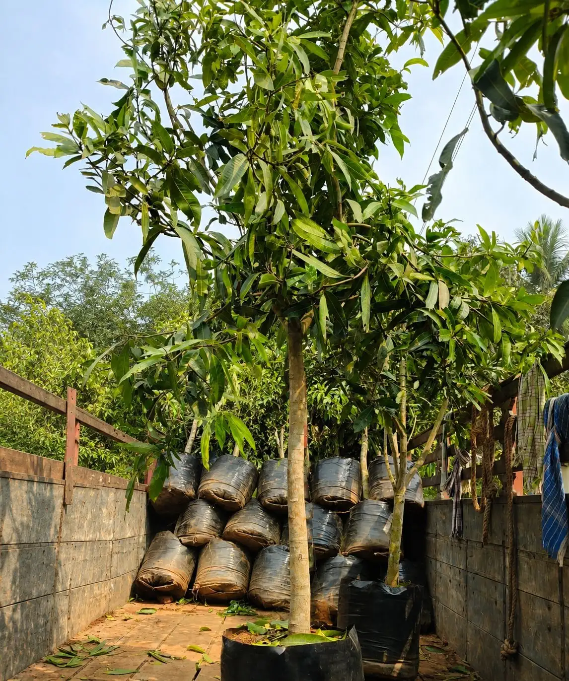 Mango