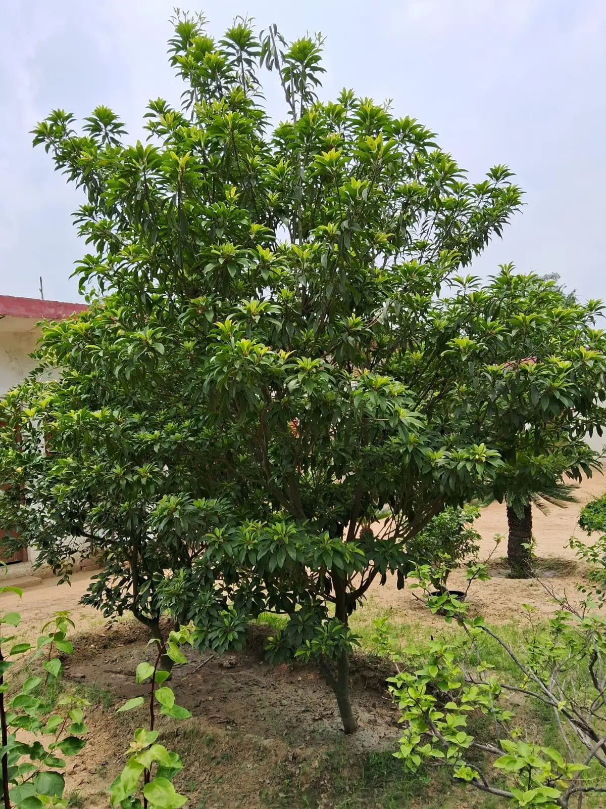Chickoo (Sapodilla)