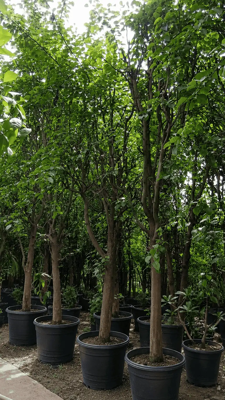 Pear Fruit Bearing Tree