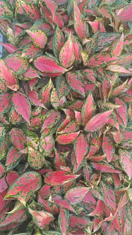 Aglaonema Species