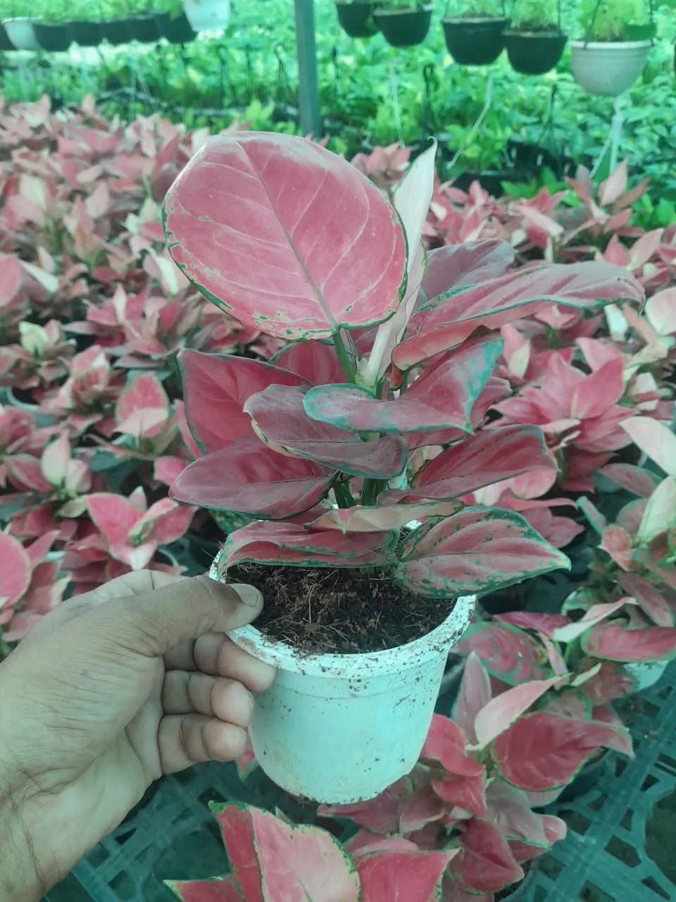 Aglaonema Species