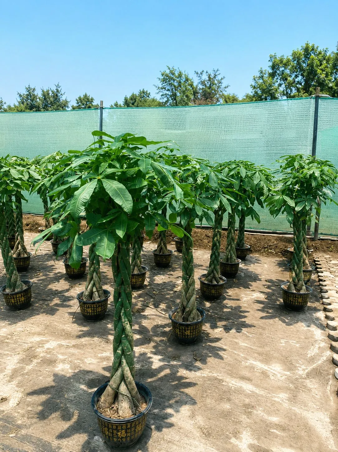 Pachira (Money Tree)