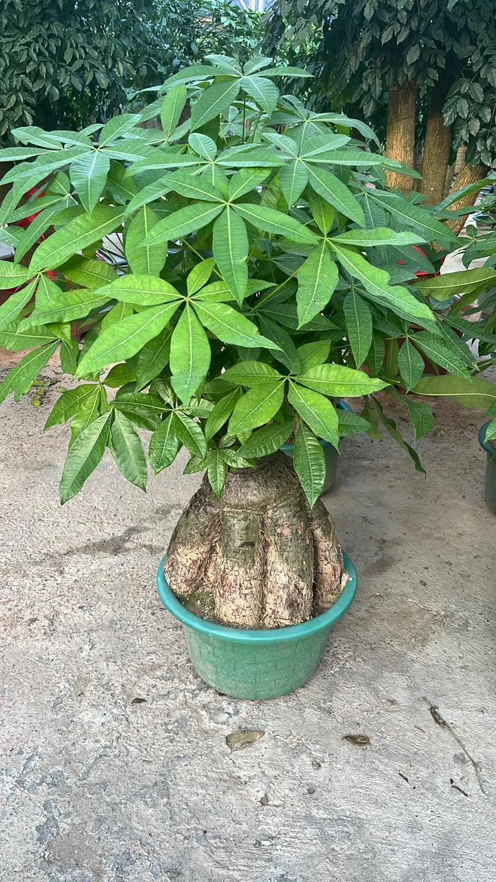 Pachira (Money Tree)