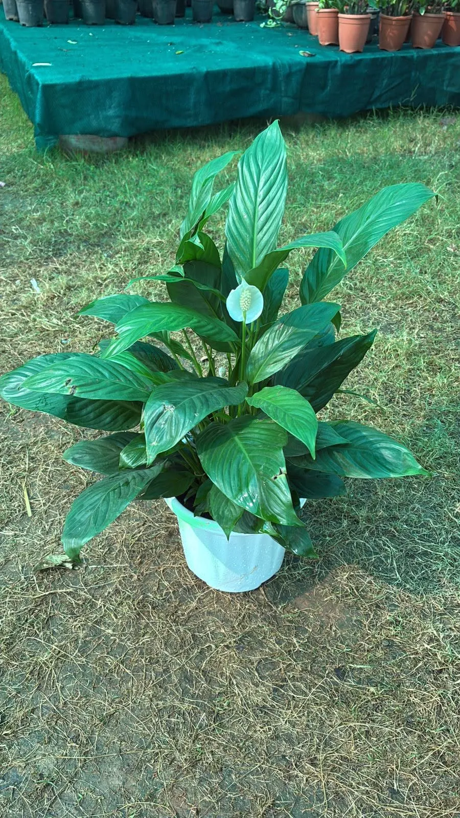 Peace Lily