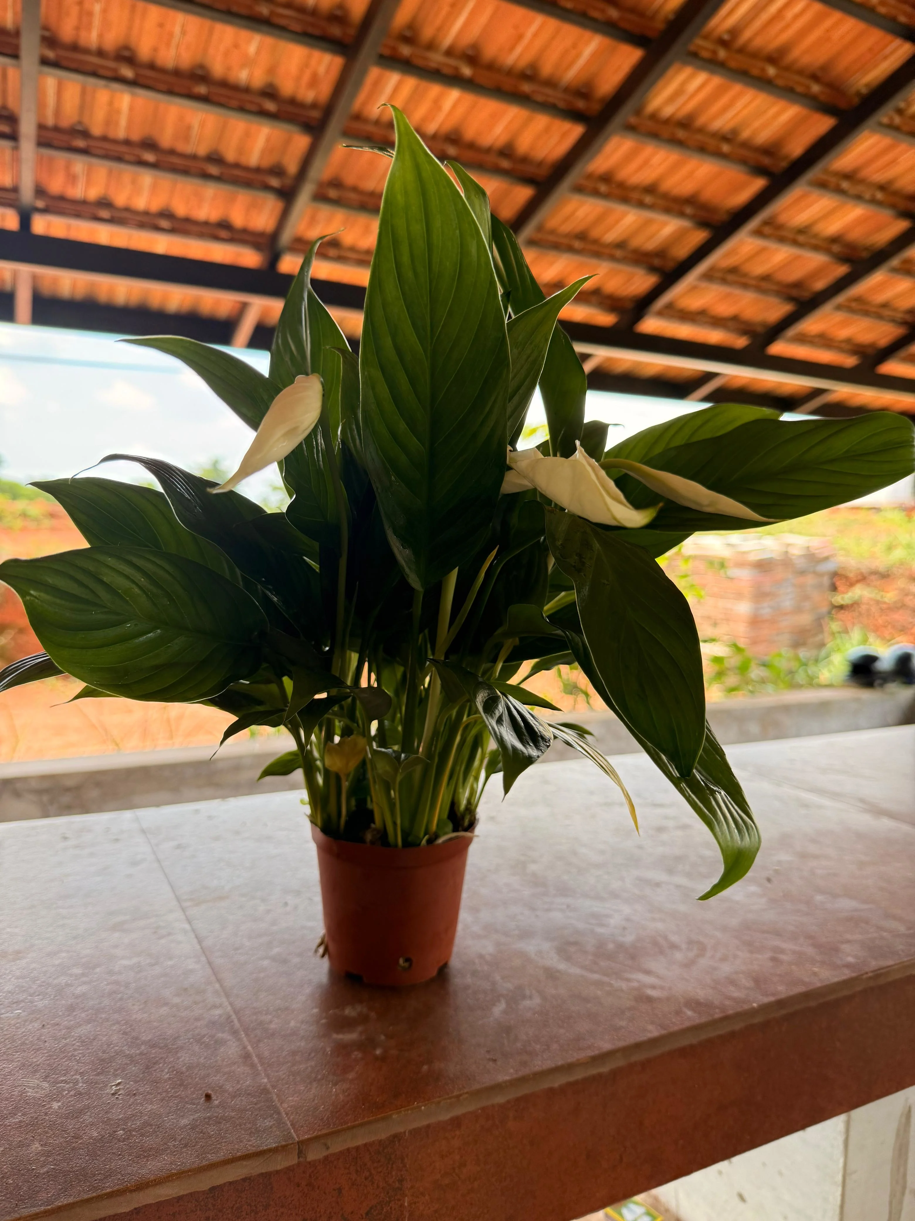 Peace Lily
