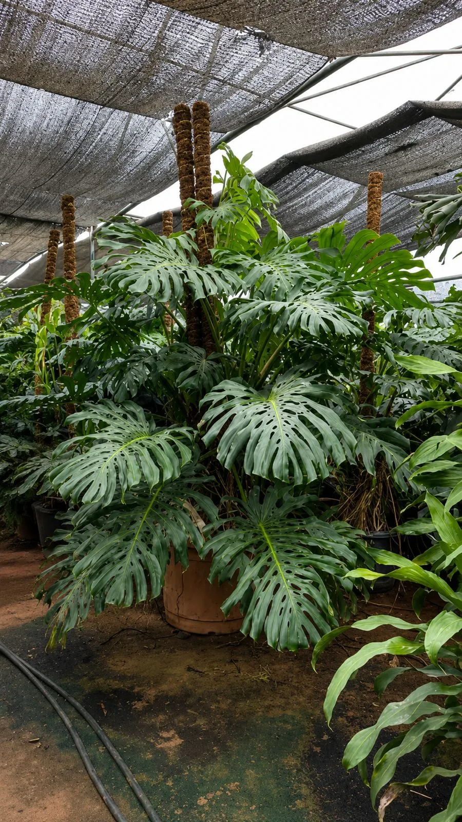 Monstera