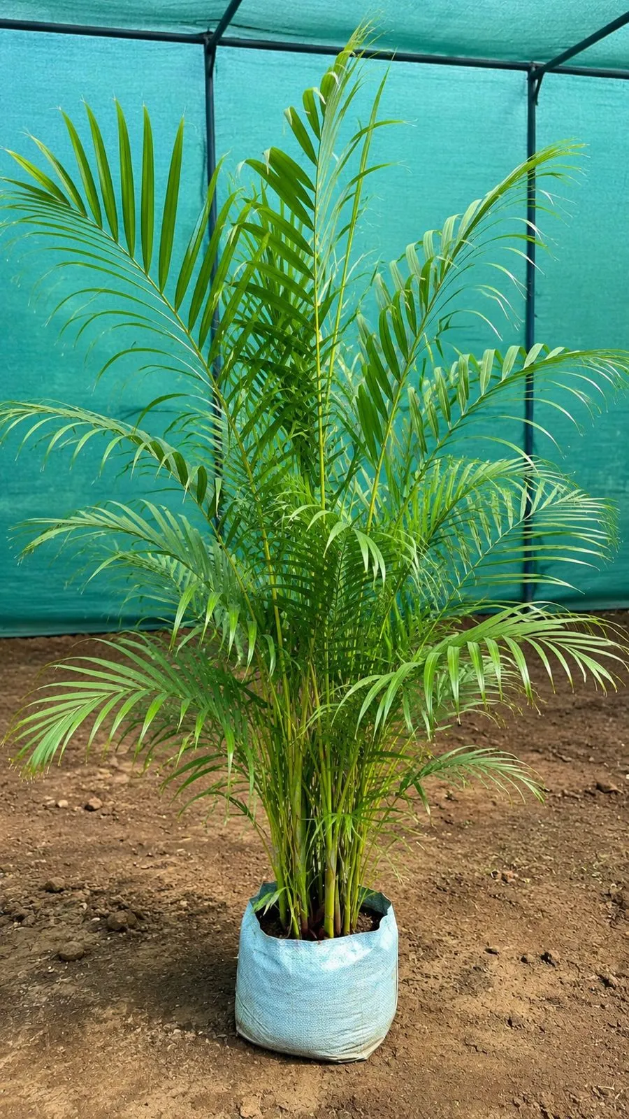 Areca Palm