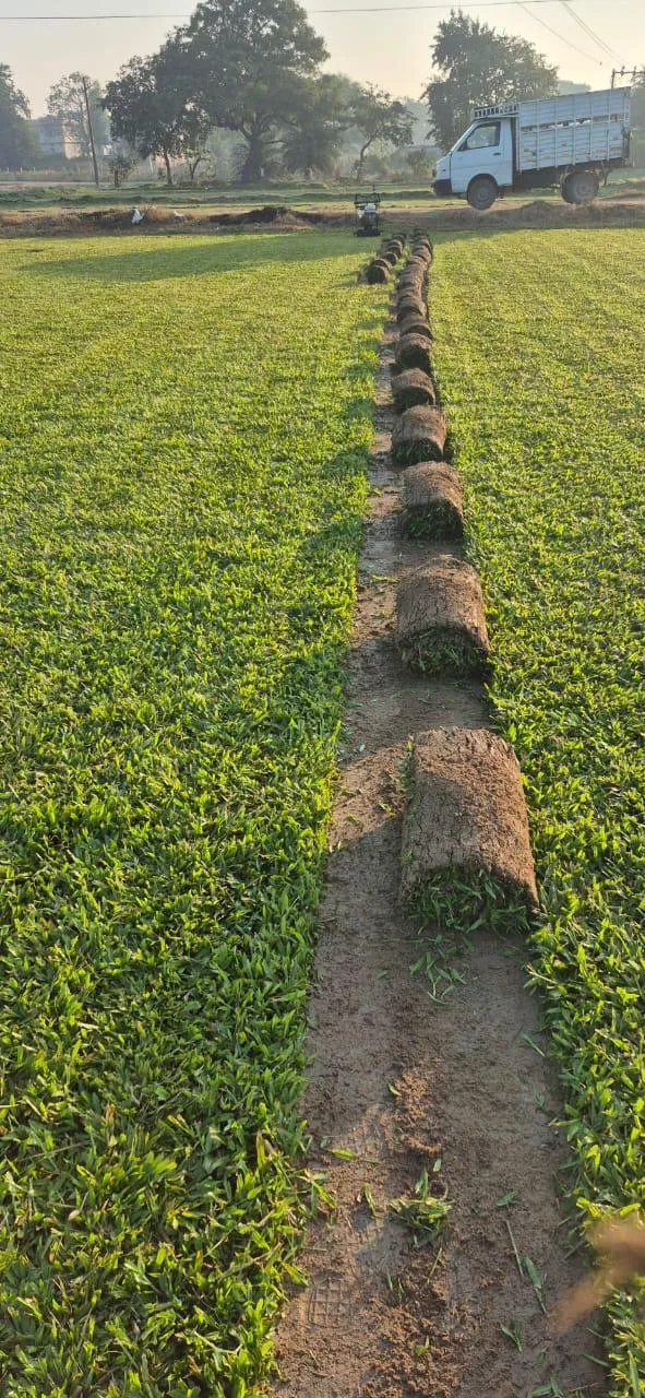 Grass Carpets (Lawns)