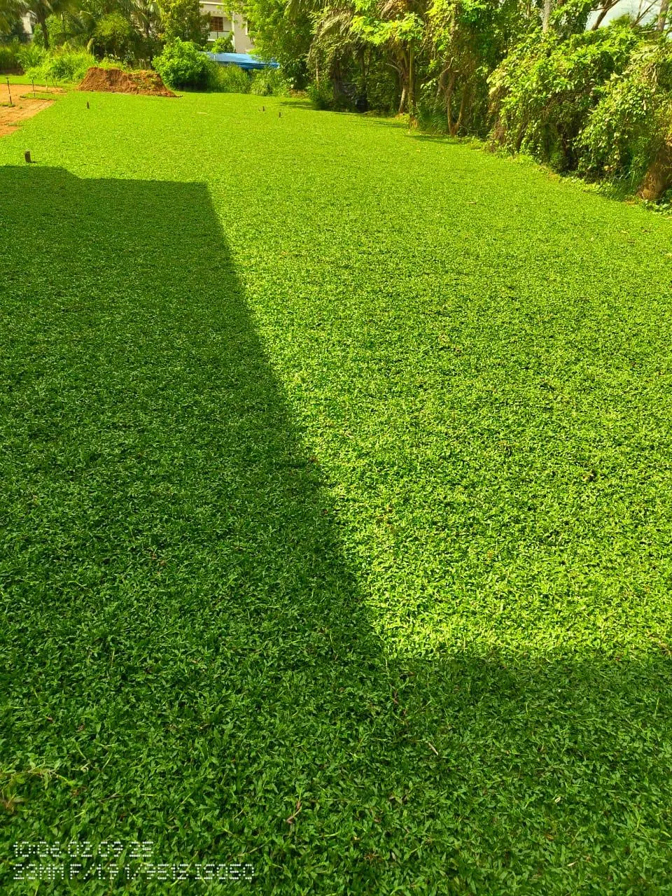 Grass Carpets (Lawns)