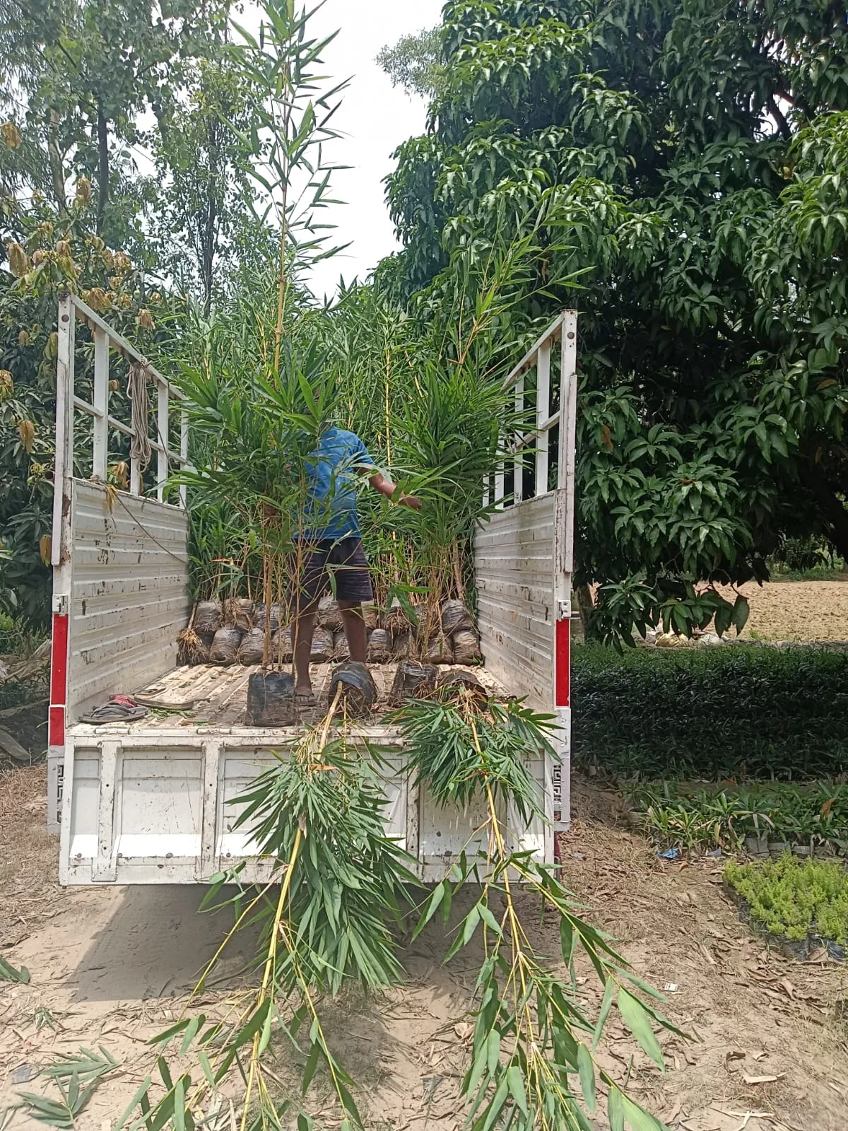 Bamboo
