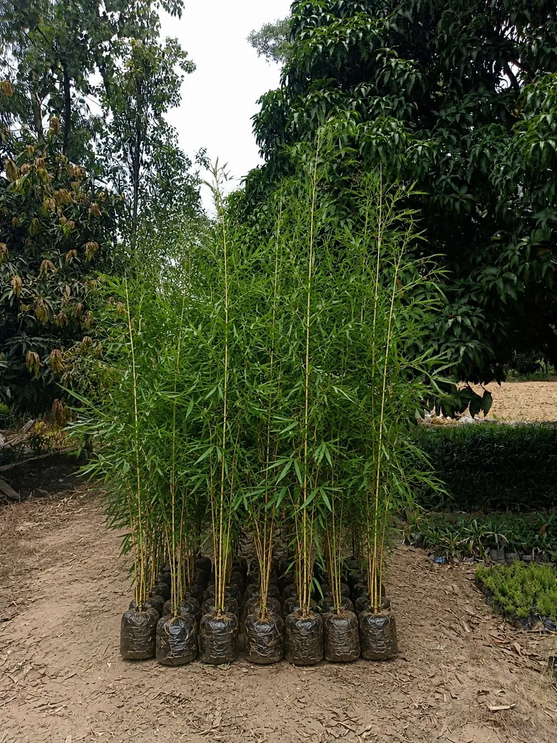 Bamboo