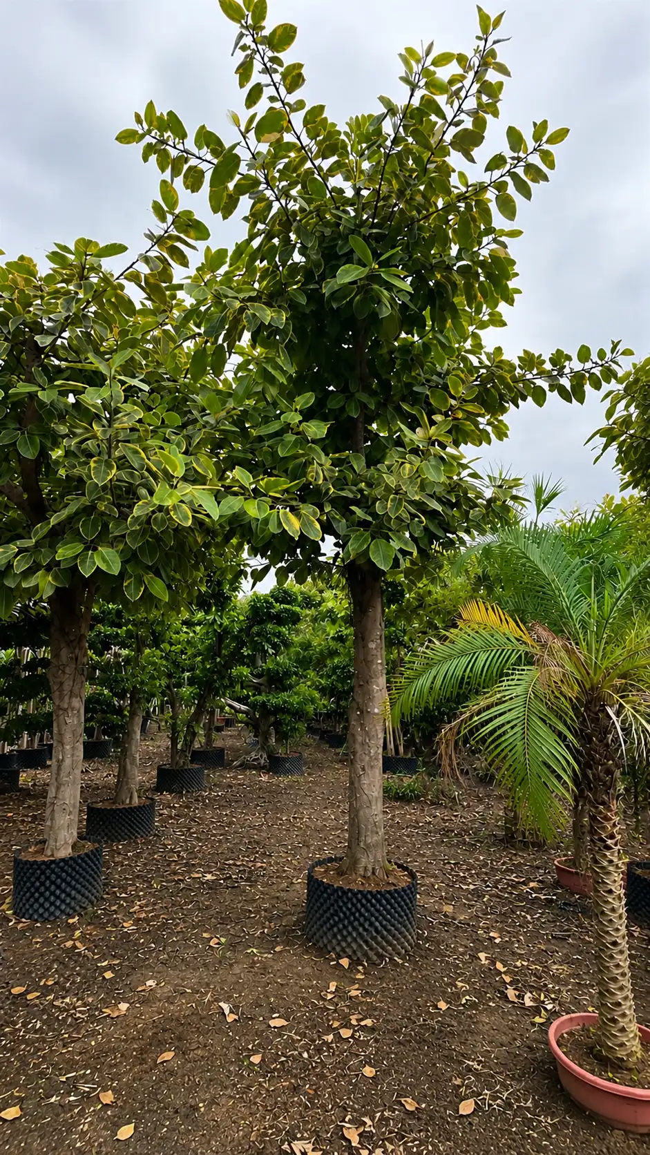 Ficus Species