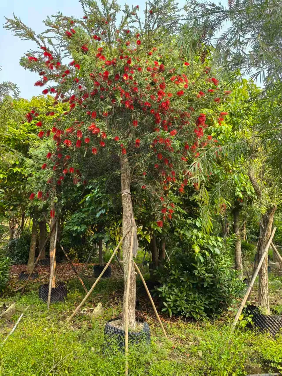 Bottle Brush
