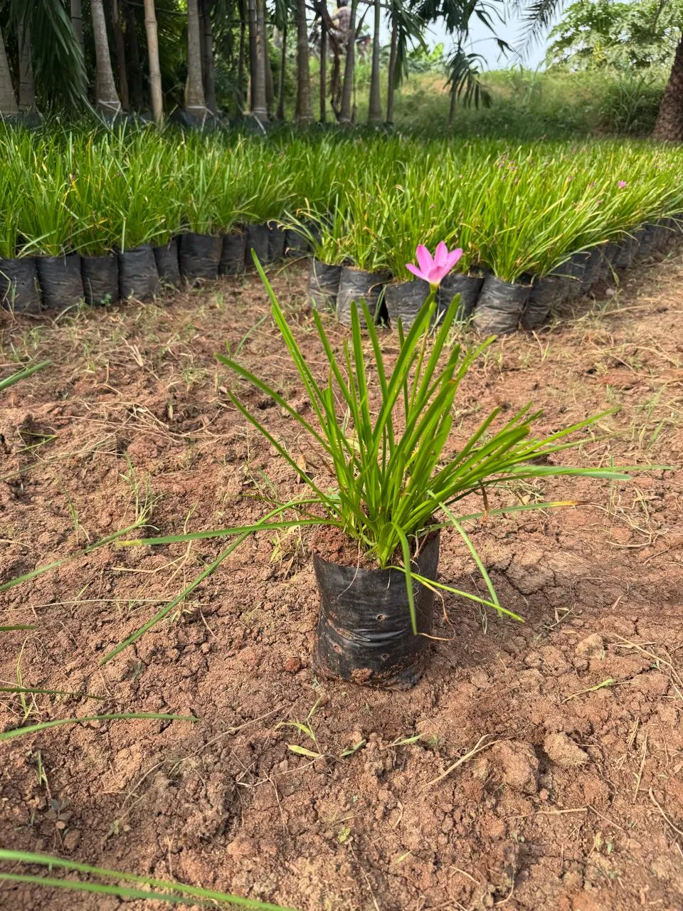 Lily Varieties