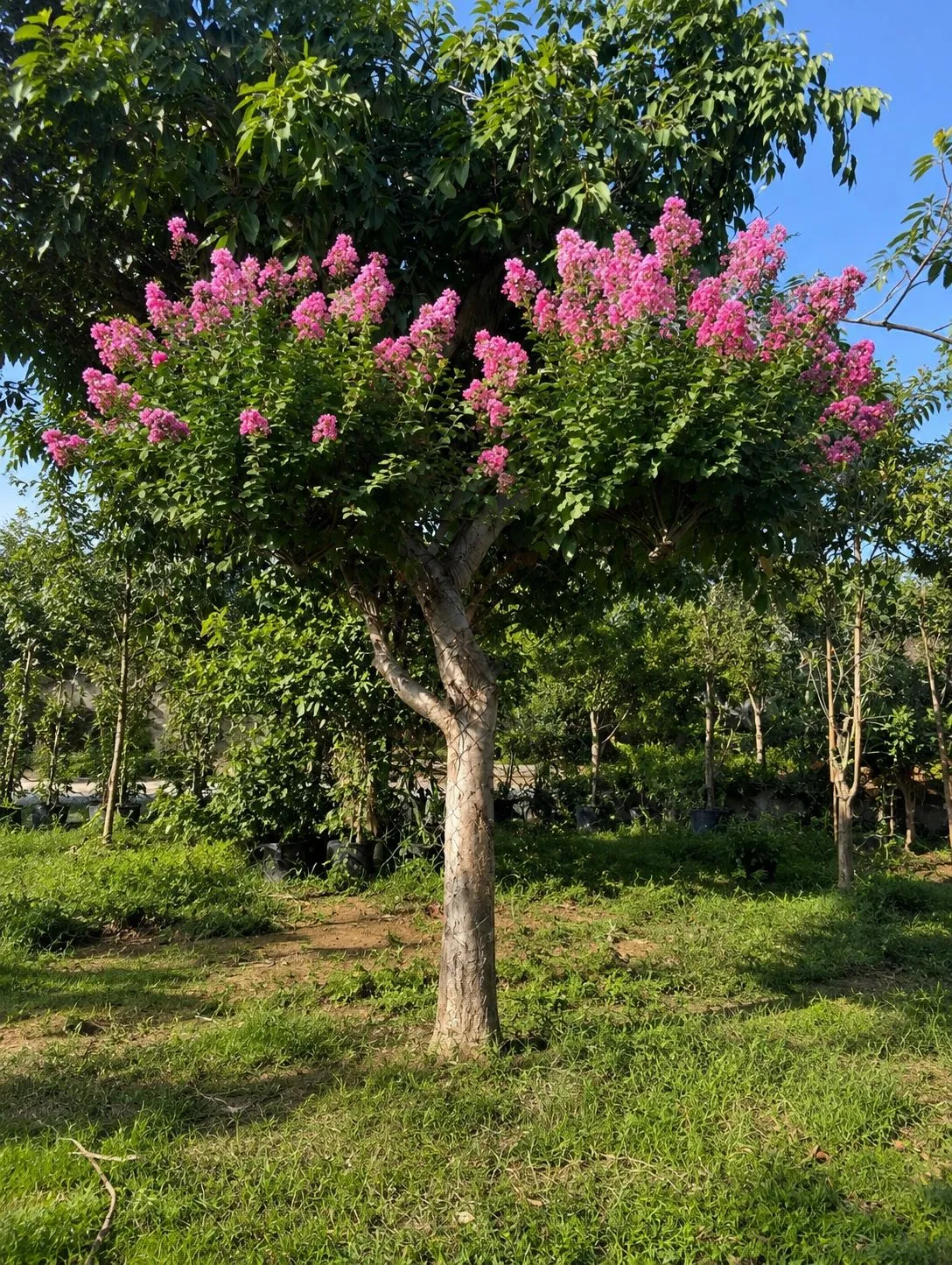 Lagerstroemia