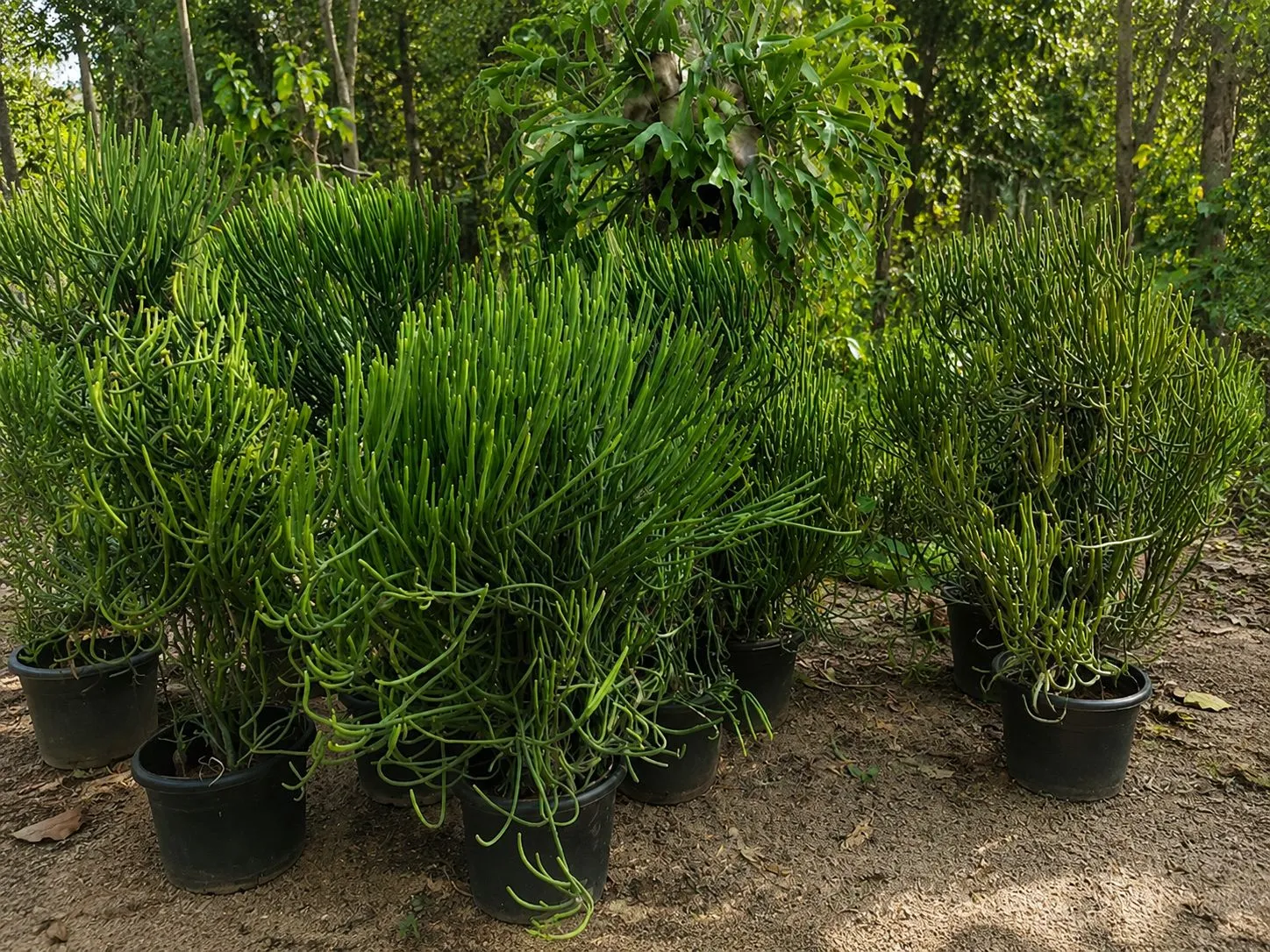 Euphorbia Tirucalli