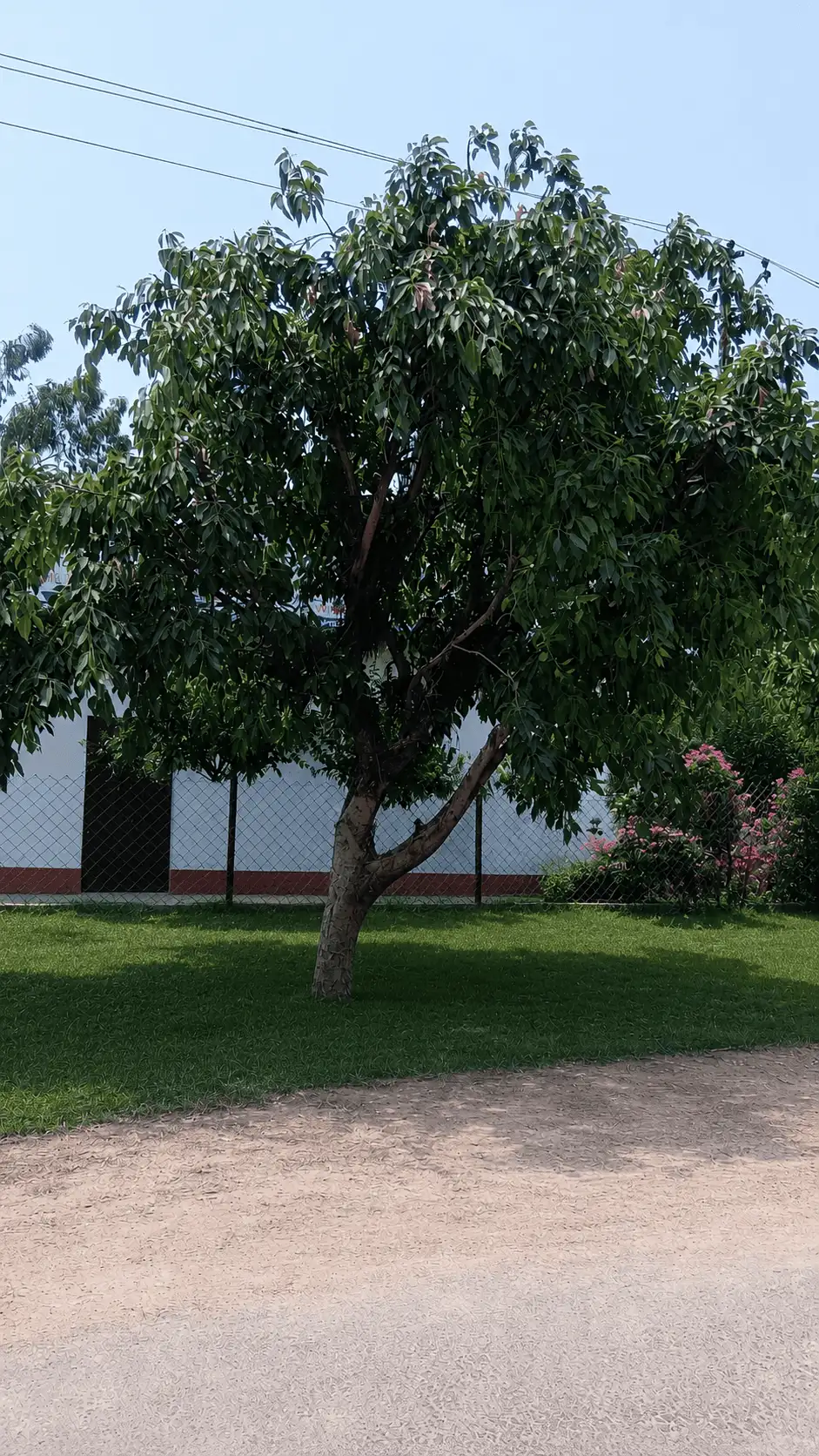 Pilkhan (Ficus Virens)