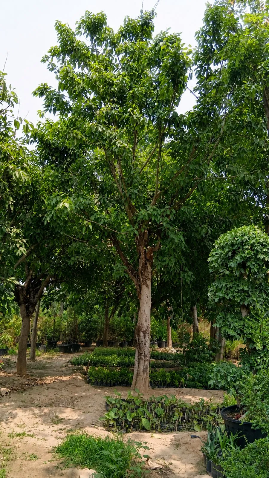 Pilkhan (Ficus Virens)