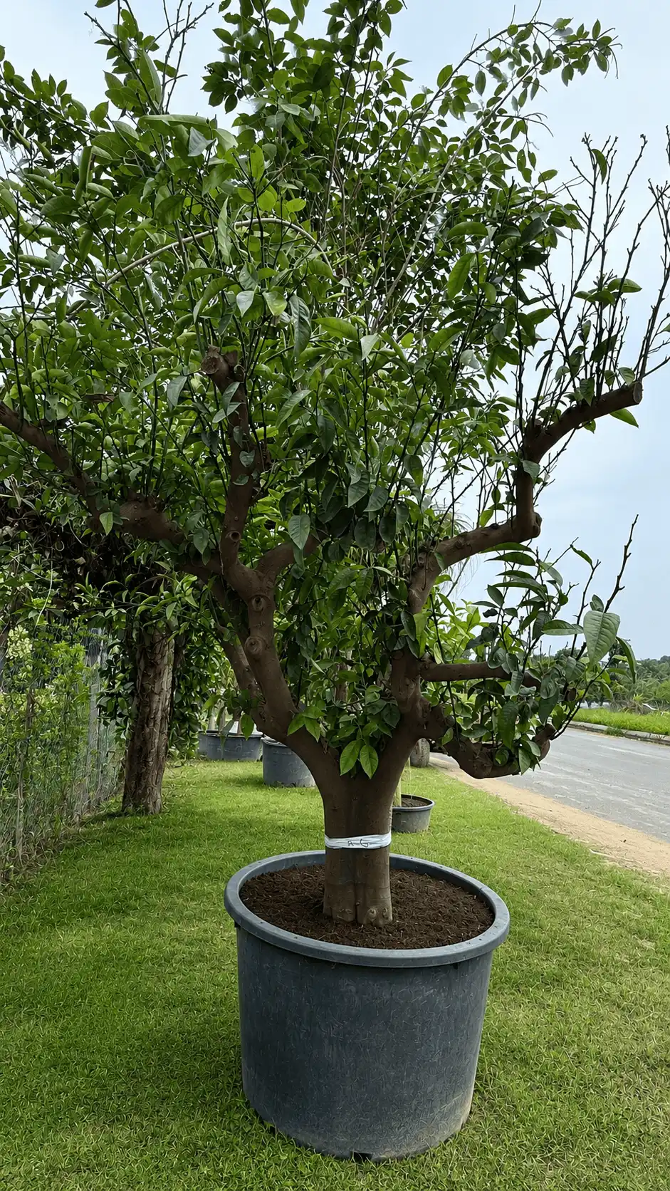 Citrus Varieties