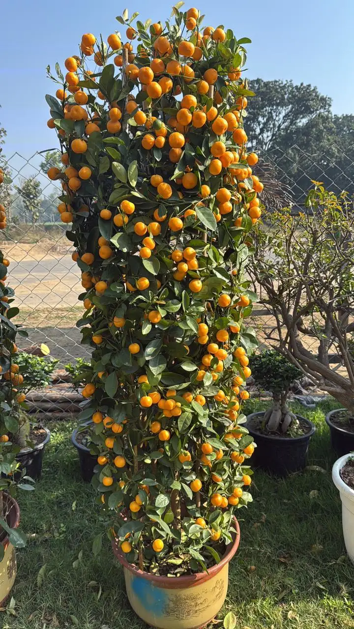 Citrus Varieties