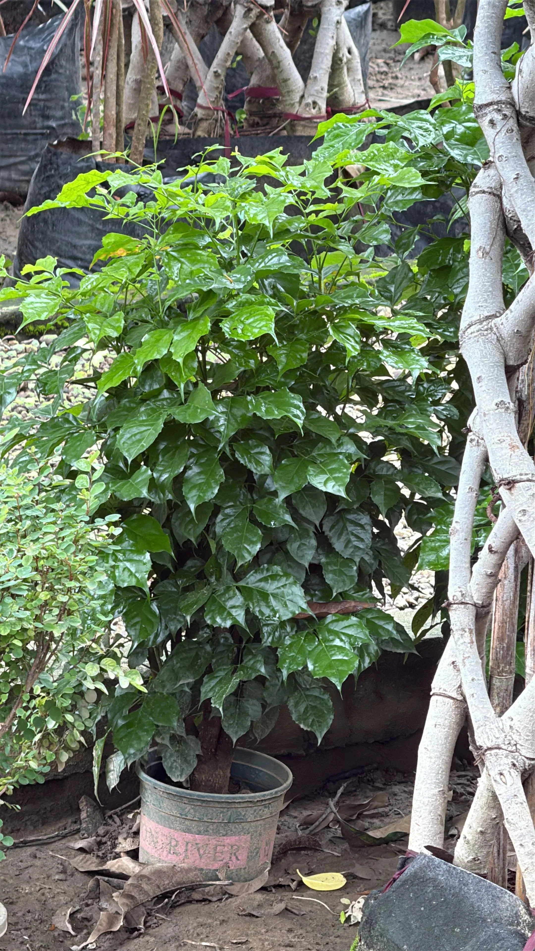 Happiness Tree