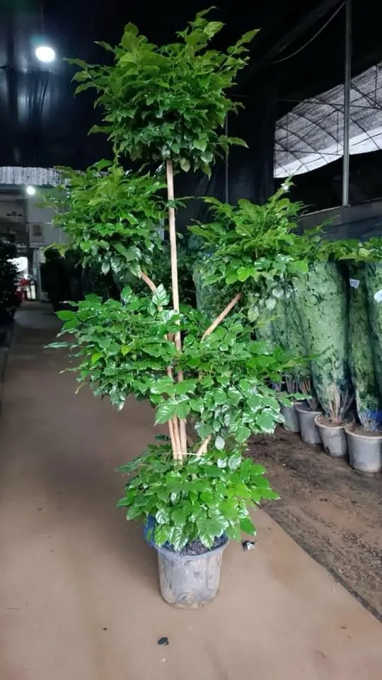 Happiness Tree