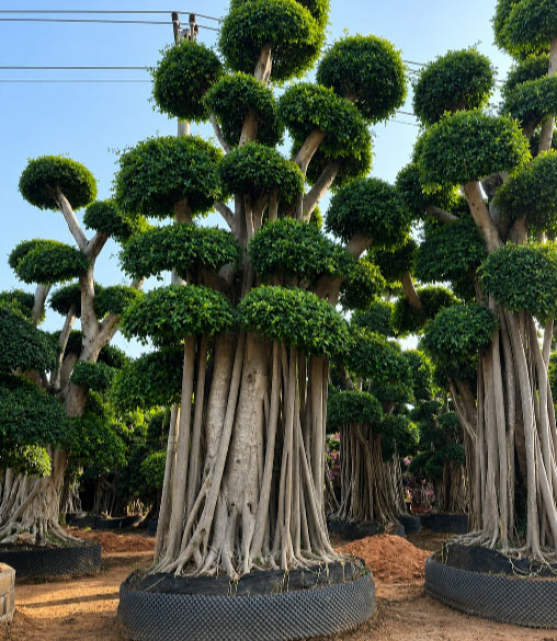 Beautiful Ficus Microcarpa