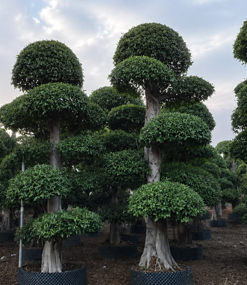 Beautiful Ficus Microcarpa