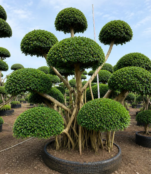 Beautiful Ficus Microcarpa