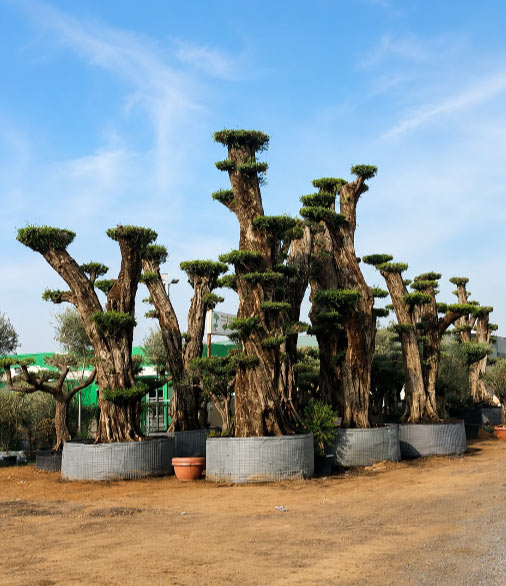 Ancient Olive Trees