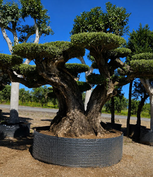 Ancient Olive Trees