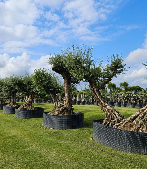 Ancient Olive Trees