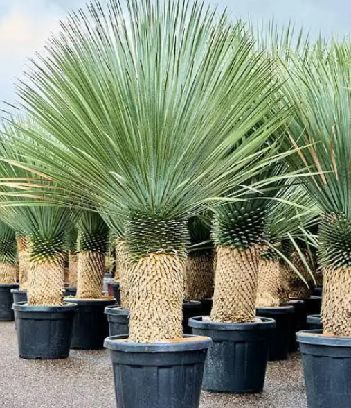 Ornamental Palms