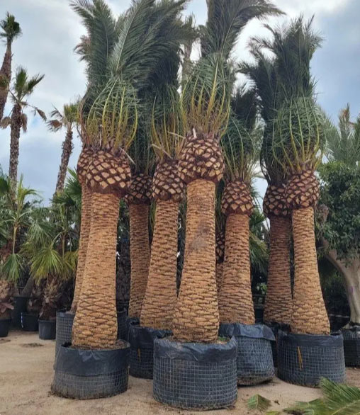 Ornamental Palms