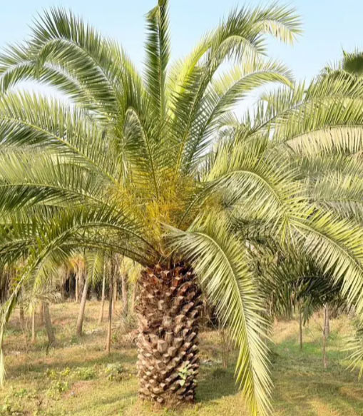 Ornamental Palms