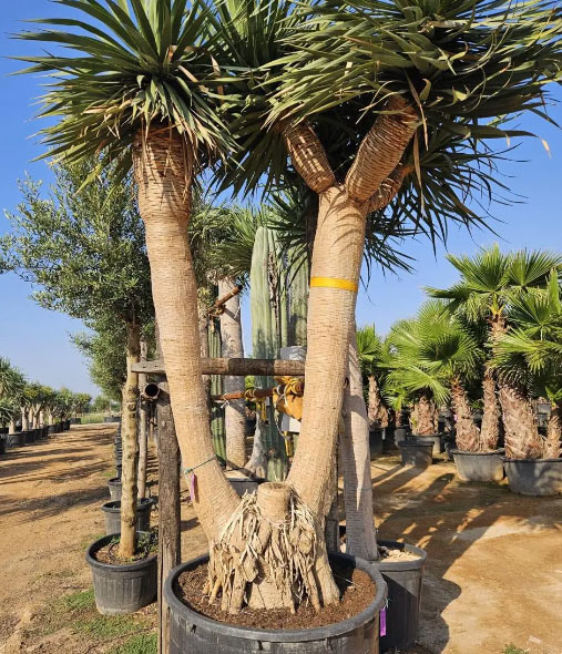 Collection of Yucca