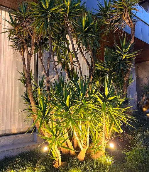 Collection of Yucca