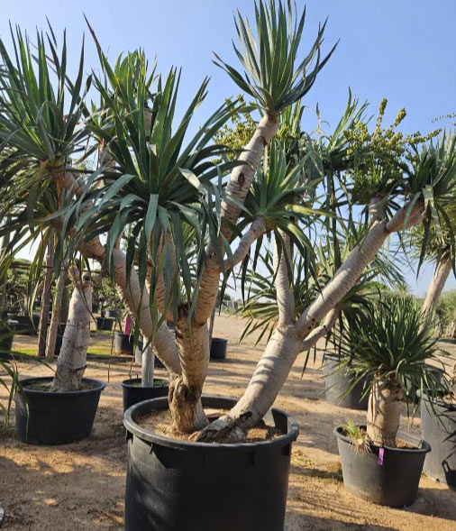 Collection of Yucca