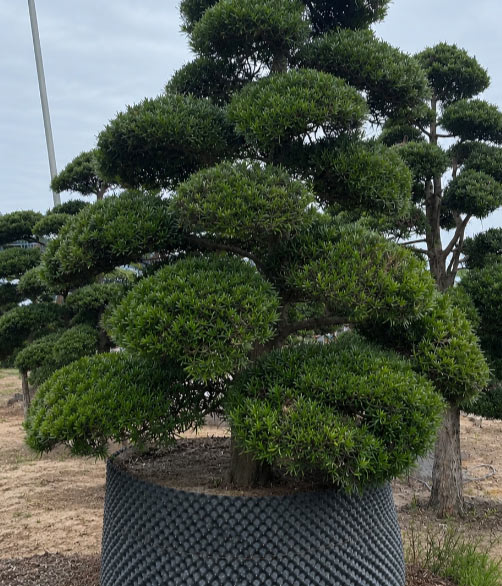 Beauty of Podocarpus