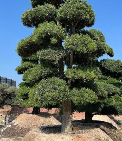 Beauty of Podocarpus