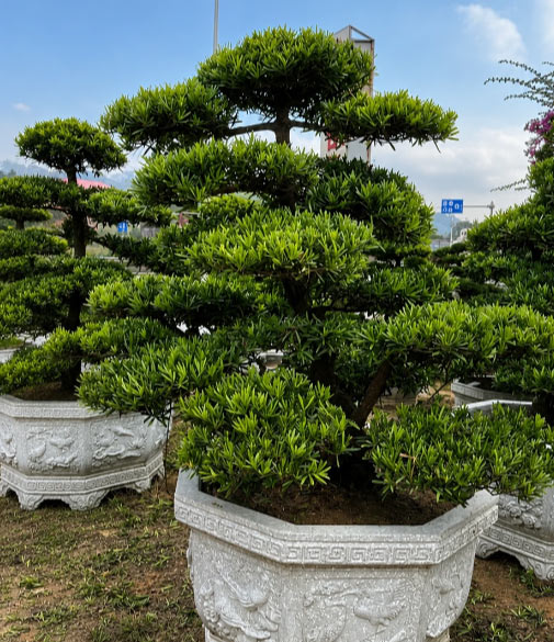 Beauty of Podocarpus
