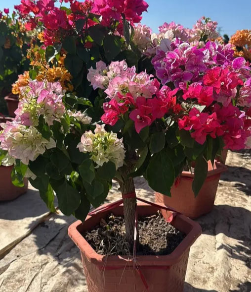 Blooming Bougainvillea