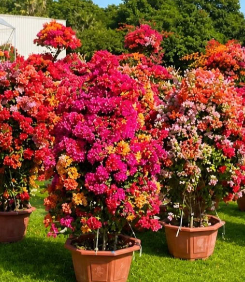 Blooming Bougainvillea