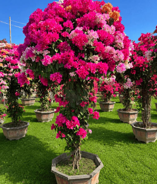 Blooming Bougainvillea