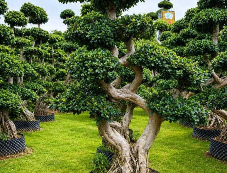 Bonsai Specimens